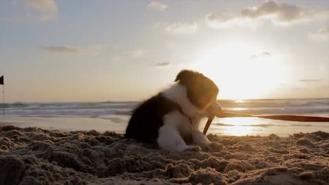 playful cute puppy on the beach