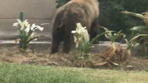 Bear taking a walk