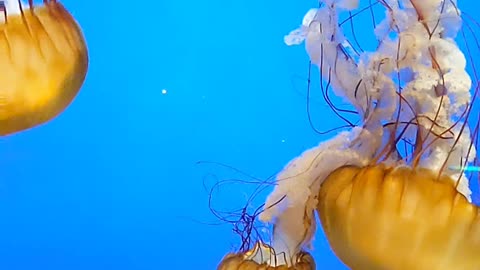 Sea Nettle