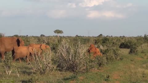 Wild Elephants on a Brighter and lovely day having a good time.