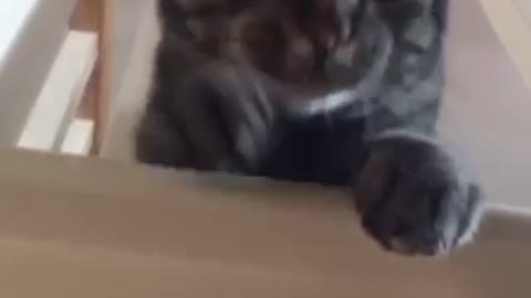 Tuesday cat sticks head over stairway