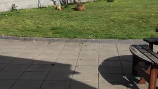 Dog freaking spinning around