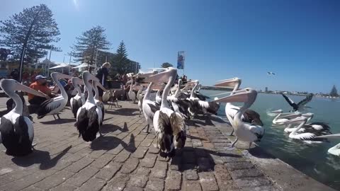 PELLICANI GIGANTI CHE MANGIANO - Australia PART IV