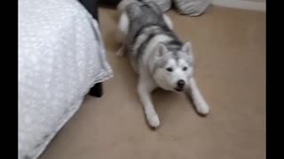 Husky conversation translated into English