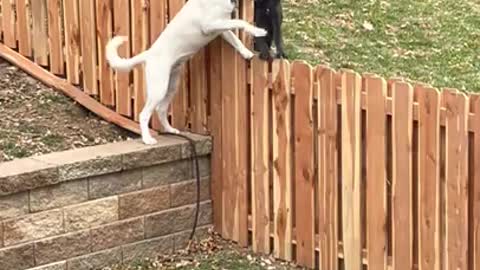 Fence Can’t Stop Best Friends Playing Together