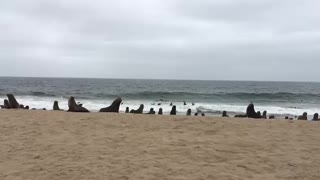 Seapoint Namibia - visit hundreds of wild seals so close