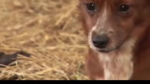 A dog cries and cries strangely when its best friend, a cow, is taken away
