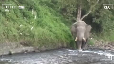 forest safari.and elephant free movement working and beside river