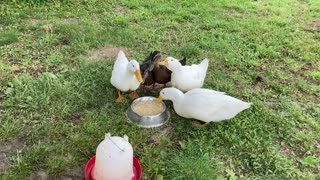 Ducks eating and drinking