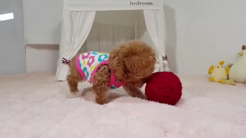 CUTEST PUPPIES - Toy Poodle cachorro jugando video - Teacup puppies