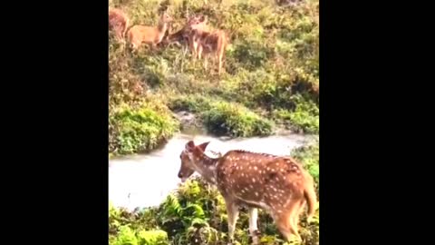 Refreshments watching animals