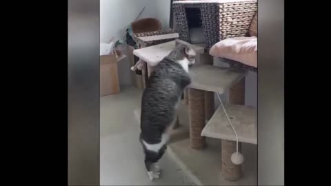 Super cute two-legged cat