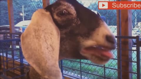 Funny video of goats screaming like people 😂😂😂😂😂