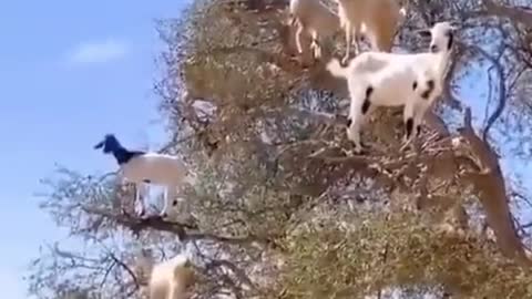 Funny goats