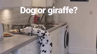 Dalmatian pulls off epic giraffe impression while stealing food