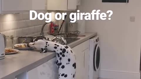 Dalmatian pulls off epic giraffe impression while stealing food