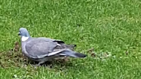 Pigeon in my garden