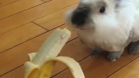 Cute furry Rabbits play and eat banana 🍌😂💛