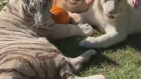 Would you get this close to tigers ? White tiger