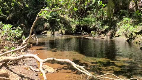 Walking around Onomea Bay in Hawaii