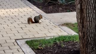 squirrel eating nuts