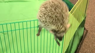 Hedgehog escape artist climbs out of pen