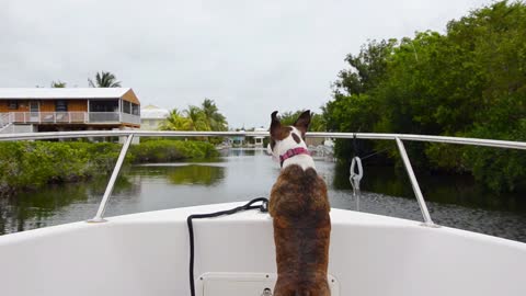 Crazy Female Dog on Boat With Owner On Fishing Trip