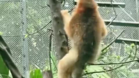 The ability of the monkey to climb the tree is really very strong, in a flash climbed up