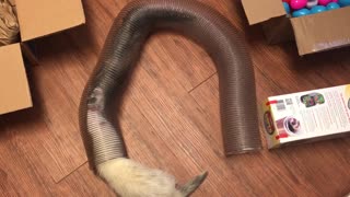 Cute ferrets get new toys from Chewy