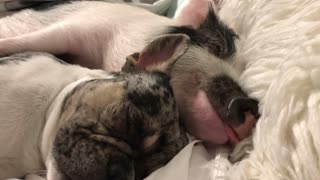 Pig and Bulldog Nap Together