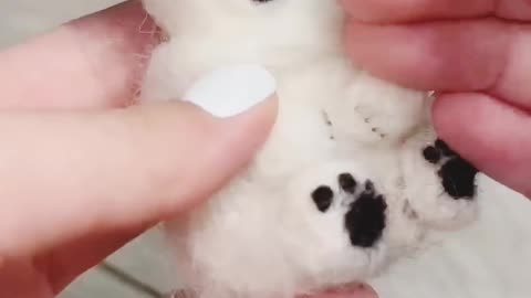 Cute kitten care
