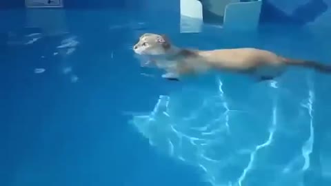 The cat who swims in the pool