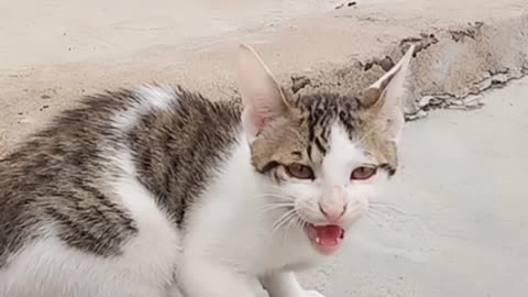 Cute cat talks to birds