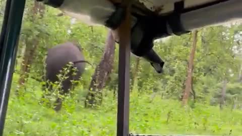 Elephant video from #KabiniWildlifeSanctuaryPark in Karnataka. #elephant #elephantsound #viral