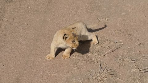 (REALLY CUTE AUDIO) Baby Lion Cubs Chatting With Mom 2021