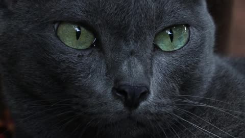 All About Russian Blue Cat!