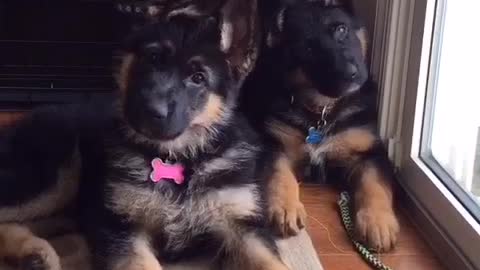 German Shepherd puppies give adorable head tilt