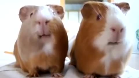 Watch these two cute Guinea pigs