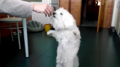 Maltese Puppy Shock The World With This Crazy Dancing Move