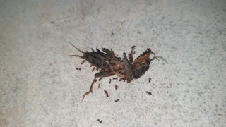A Group Of Ants Trying To Move A Dead Cockroach