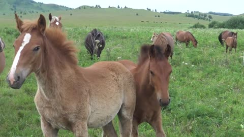 Horses brushed their tails and scratched their noses