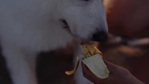 cute dog learning to eat banana 2021 😍