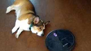 Corgi Disapproves of Robot Vacuum