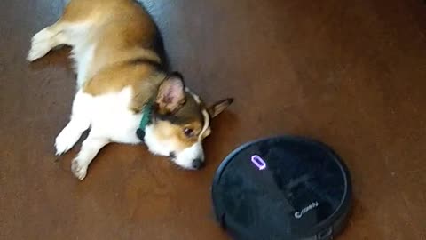 Corgi Disapproves of Robot Vacuum