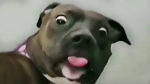 Best Hilarious Funny Dog Video Compilations