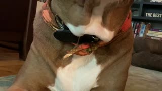 Pit bull trying to communicate