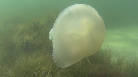 New Years Day Snorkelling