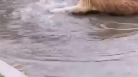 Dog sleeps on the road when raining and enjoy his happy time