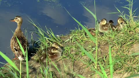 Ducks Resting