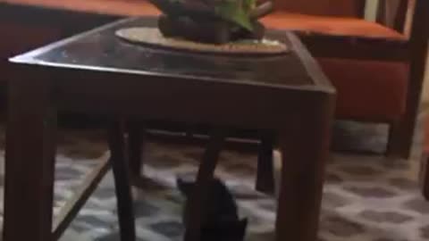 cute cat funny video runing